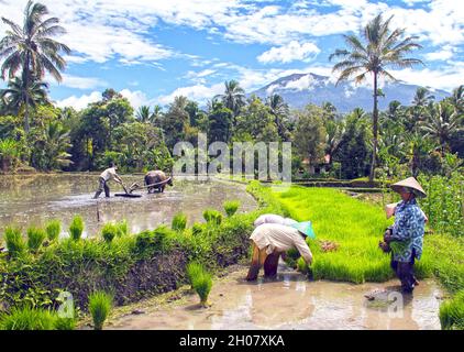 Femmes portant des chapeaux de paille asiatiques coniques dans un champ de riz plantant des plants de riz dans de l'eau boueuse, près de Bukittinggi, Sumatra Ouest, Indonésie. Banque D'Images