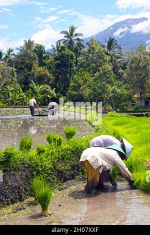 Femmes portant des chapeaux de paille asiatiques coniques dans un champ de riz plantant des plants de riz dans de l'eau boueuse, près de Bukittinggi, Sumatra Ouest, Indonésie. Banque D'Images