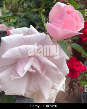 Rosa « de nombreux heureux retours » Banque D'Images