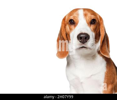 Portrait de chien Beagle isolé sur fond blanc. Banque D'Images