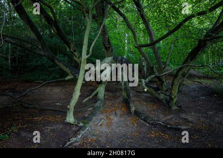 Arbre qui s'est effondré qui ressemble à une araignée géante. Banque D'Images