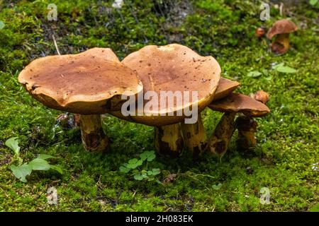 Belle photo de gros plan horizontale du champignon Lactarius Rufus qui pousse sur le sol herbacé Banque D'Images