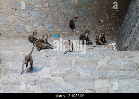 Des macaques sur un escalier menant au temple de la grotte de Dambulla, Sri Lanka Banque D'Images