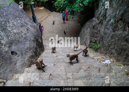 DAMBULLA, SRI LANKA - 20 JUILLET 2016 : macaques sur un escalier menant au temple de la grotte de Dambulla, Sri Lanka Banque D'Images