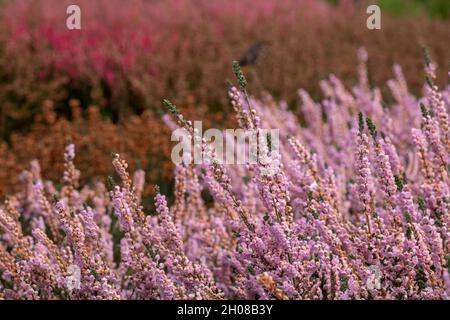 Rose clair calluna vulgaris fleurs chinées par le nom d'APPLECROSS, photographiées dans le jardin RHS Wisley, Surrey, Royaume-Uni. Banque D'Images