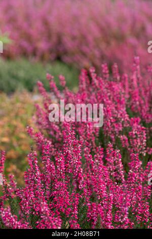 Fleurs de bruyère de calluna vulgaris roses, photographiées dans le jardin RHS Wisley à Wisley, Surrey, Royaume-Uni. Banque D'Images