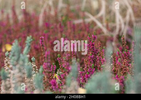 Fleurs de bruyère de calluna vulgaris roses, photographiées dans le jardin RHS Wisley à Wisley, Surrey, Royaume-Uni. Banque D'Images