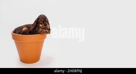 Mignon Cocker chien de chiot d'épagneul dormant à l'intérieur d'un grand pot de fleur regardant vers le haut avec un oeil ouvert Banque D'Images