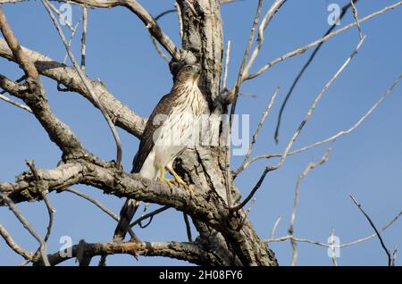 Cooper's Hawk, Accipiter cooperii, immature Banque D'Images