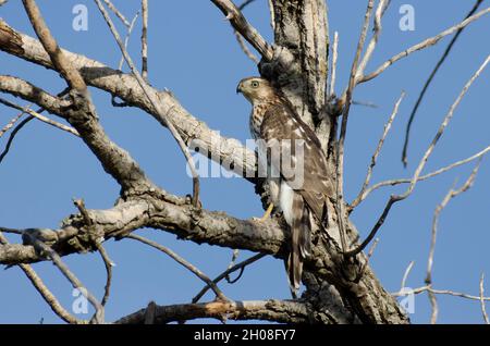 Cooper's Hawk, Accipiter cooperii, immature Banque D'Images