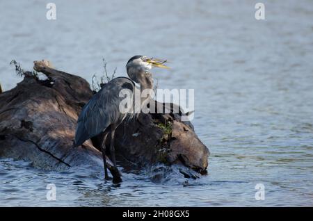 Grand héron bleu, Ardea herodias, avalant des poissons fraîchement pêchés Banque D'Images