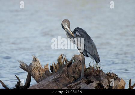 Grand héron bleu, Ardea herodias, prêening Banque D'Images