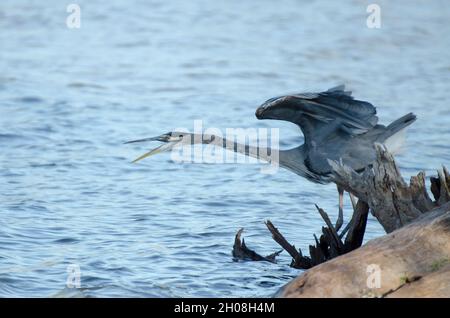 Grand héron bleu, Ardea herodias, en vol Banque D'Images