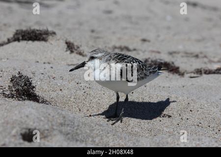 Gros plan sur Bird sur la plage Banque D'Images