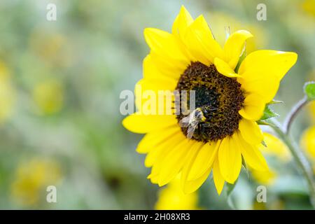 Plante de tournesol pollinisante par des abeilles Banque D'Images