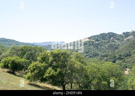 Vue sur les montagnes couvertes d'arbres de la réserve d'espace ouvert Rancho Canada del Oro, Californie. Banque D'Images