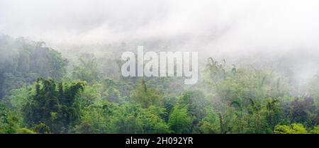 Panorama de la forêt nuageuse au lever du soleil, Mindo, Equateur. Banque D'Images