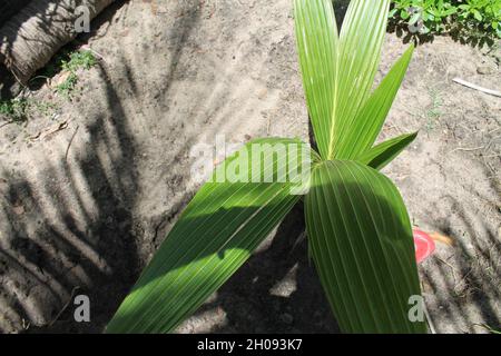 bébé arbre de noix de coco Banque D'Images