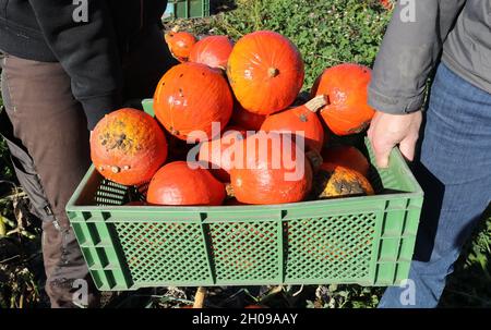 Mecklembourg-Poméranie occidentale, Garvsmühlen: 11 octobre 2021, 11 octobre 2021, Mecklembourg-Poméranie occidentale, Garvsmühlen: Les citrouilles Hokkaido sont récoltées à la ferme biologique Garvsmühlen.La ferme biologique a d'abord cultivé les fruits l'année dernière, et cette année, les citrouilles poussent sur une superficie d'un hectare.Environ 10,000-15,000 citrouilles mûrissent depuis mai.Après la récolte, ils sont stockés dans la ferme biologique d'une manière spéciale qui permet de livrer les fruits jusqu'en janvier.Ils sont fournis aux détaillants, aux magasins agricoles et aux grossistes.Photo: Bernd Wüstneck/dpa-Zentralbild/dpa Banque D'Images