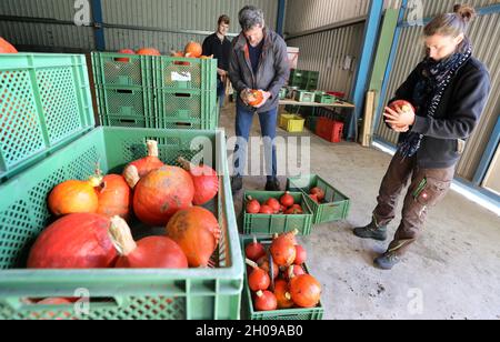 Mecklembourg-Poméranie occidentale, Garvsmühlen: 11 octobre 2021, 11 octobre 2021, Mecklembourg-Poméranie occidentale, Garvsmühlen: À la ferme biologique Garvsmühlen, Andreas Kotzbauer (l-r), employé, Ulrich Kotzbauer, directeur général,Et Sabine Kotzbauer, employée, nettoyer les citrouilles Hokkaido fraîchement récoltées.La ferme biologique a d'abord cultivé les fruits l'année dernière, et cette année, les citrouilles poussent sur une superficie d'un hectare.Environ 10,000-15,000 citrouilles mûrissent depuis mai.Après la récolte, ils sont stockés dans la ferme biologique d'une manière spéciale qui permet de livrer les fruits jusqu'à J Banque D'Images