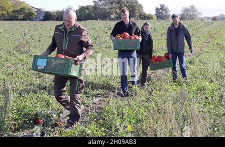 Mecklembourg-Poméranie occidentale, Garvsmühlen : 11 octobre 2021, 11 octobre 2021, Mecklembourg-Poméranie occidentale, Garvsmühlen : à la ferme biologique Garvsmühlen, Henno Arndt (l-r), directeur général, Andreas Kotzbauer, employé,Sabine Kotzbauer, employée, et Ulrich Kotzbauer, directeur général, Harvest Hokkaido Pumpkins.La ferme biologique a d'abord cultivé les fruits l'année dernière, et cette année, les citrouilles poussent sur une superficie d'un hectare.Environ 10,000-15,000 citrouilles mûrissent depuis mai.Après la récolte, ils sont stockés dans la ferme biologique d'une manière spéciale qui permet de livrer le Banque D'Images