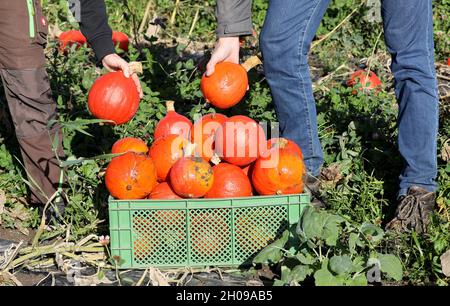 Mecklembourg-Poméranie occidentale, Garvsmühlen: 11 octobre 2021, 11 octobre 2021, Mecklembourg-Poméranie occidentale, Garvsmühlen: Les citrouilles Hokkaido sont récoltées à la ferme biologique Garvsmühlen.La ferme biologique a d'abord cultivé les fruits l'année dernière, et cette année, les citrouilles poussent sur une superficie d'un hectare.Environ 10,000-15,000 citrouilles mûrissent depuis mai.Après la récolte, ils sont stockés dans la ferme biologique d'une manière spéciale qui permet de livrer les fruits jusqu'en janvier.Ils sont fournis aux détaillants, aux magasins agricoles et aux grossistes.Photo: Bernd Wüstneck/dpa-Zentralbild/dpa Banque D'Images