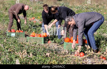 Mecklembourg-Poméranie occidentale, Garvsmühlen : 11 octobre 2021, 11 octobre 2021, Mecklembourg-Poméranie occidentale, Garvsmühlen : à la ferme biologique Garvsmühlen, Henno Arndt (l-r), directeur général, Andreas Kotzbauer, employé,Sabine Kotzbauer, employée, et Ulrich Kotzbauer, directeur général, Harvest Hokkaido Pumpkins.La ferme biologique a d'abord cultivé les fruits l'année dernière, et cette année, les citrouilles poussent sur une superficie d'un hectare.Environ 10,000-15,000 citrouilles mûrissent depuis mai.Après la récolte, ils sont stockés dans la ferme biologique d'une manière spéciale qui permet de livrer le Banque D'Images