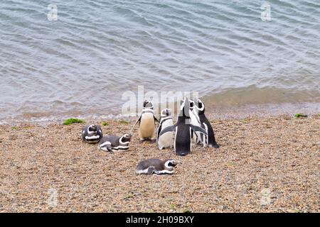Serin cini de Caleta Valdes colonie de pingouins, Patagonie, Argentine. La faune de l'Argentine Banque D'Images