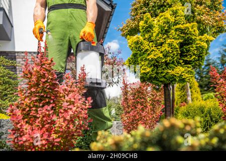 Hommes caucasiens avec pulvérisateur de jardin insecticide ses plantes.Jardinier travaillant dans un jardin d'arrière-cour.Protection des plantes. Banque D'Images