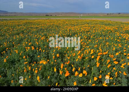 Un beau champ de coquelicots de Californie (Eschscholzia californica), près de King City CA Banque D'Images