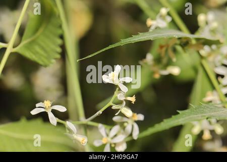 Gros plan de la belle petite fleur blanche d'Azadirachta indica connue sous le nom de neem Tree Banque D'Images