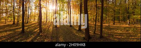 Arbres colorés dans la forêt d'automne, le soleil du matin brille à travers les branches et les arbres. Banque D'Images