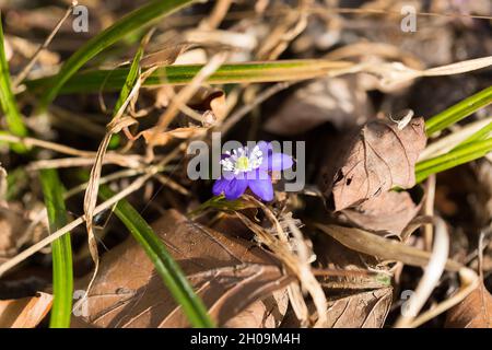 Vue rapprochée d'une fleur d'Anemone hepatica (Hepatica nobilis).Fleur pourpre avec six pétales.Également connu sous le nom d'hepatica commun, liverwort, kidneywort ou Banque D'Images