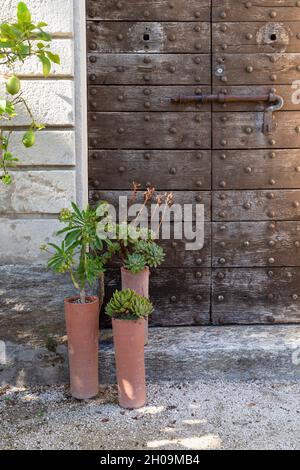 Vue avant d'une porte en bois massive avec plantes méditerranéennes en pot Banque D'Images