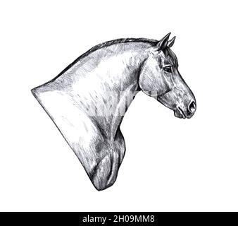 Dessin d'un cheval de trait.Portrait d'un cheval au crayon.Dessin équin. Banque D'Images