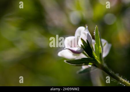 La fleur d'Anemonastrum narcissiflorum en montagne Banque D'Images