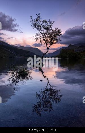 Coucher de soleil sur l'arbre solitaire à Llyn Padarn à Snowdonia, Gwynedd Wales Royaume-Uni Banque D'Images