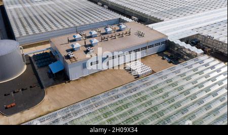 Serres agricoles industrielles pour la culture de légumes. Vue aérienne Banque D'Images