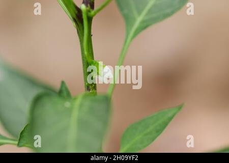 Petite plante de piment vert de variété hybride biologique planté dans le champ et fleurs blanches sur la plante de piment, concept à champ de piment, petit Banque D'Images