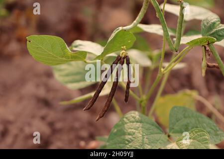 Gros plan de la variété hybride biologique thaï haricots verts crus et mûrs de moong sur la récolte de moong plantée dans le champ avec des fleurs de moog , haricots verts de moog Banque D'Images