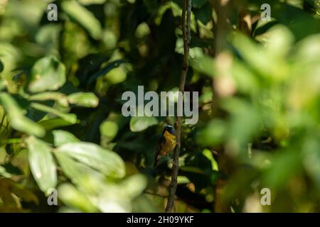 Niltava rufous bélied oiseau perché sur branche dans la forêt - Niltava sundara Banque D'Images