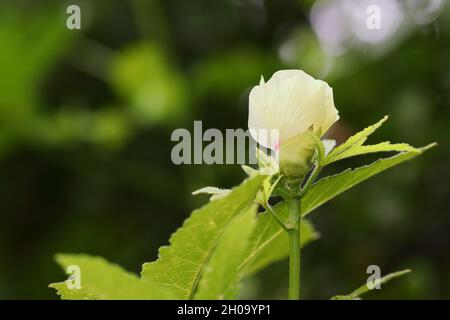 Gros plan de la variété thaïlandaise hybride biologique, la fleur végétale d'okra pousse sur la plante d'okra dans le champ de ladyfinger Banque D'Images