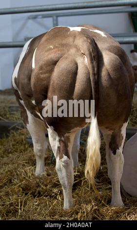 Vue arrière du bétail bleu belge avec des muscles forts se reproduisant pour la viande, debout dans stable sur la paille Banque D'Images