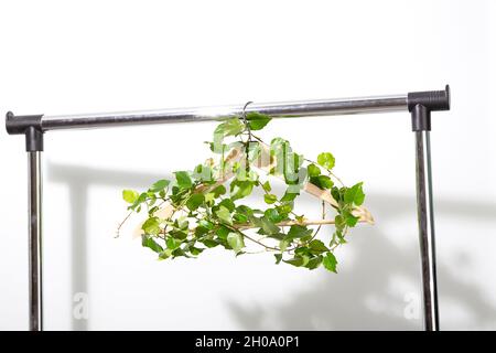 Cintre à vêtements avec plante verte accrochée sur un mur blanc. Banque D'Images