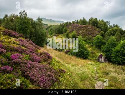 Femme marchant dans le paysage écossais sur le sentier le long de l'Edramaturge brûlent au-dessus du Loch Tay Banque D'Images