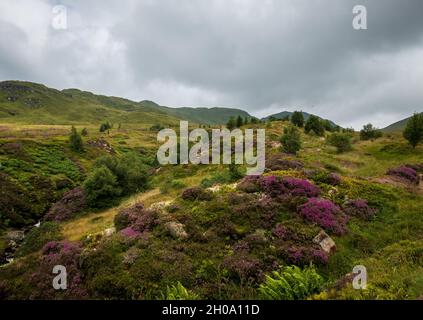 Heather a parsemé de paysages dans la réserve naturelle nationale de Ben Lawers, en Écosse Banque D'Images