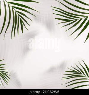 Concept minimaliste : branche de palmier avec une ombre sur fond blanc.Copier l'espace Banque D'Images