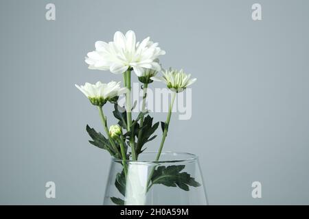 Vase avec chrysanthèmes sur fond gris clair. Banque D'Images
