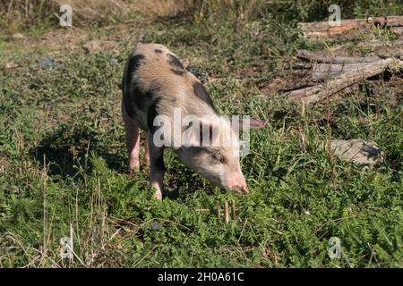 Un cochon coloré grace l'herbe dans le village lors d'une journée ensoleillée Banque D'Images