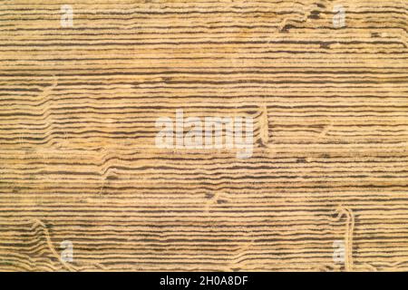 Vue du dessus du champ après la récolte. Paysages et textures incroyables. Les bandes creusées laissées par les moissonneuses-batteuses forment des lignes géométriques s'étirant Banque D'Images